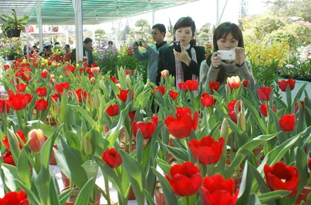 Đà Lạt khai mạc triển lãm hoa, cây cảnh quốc tế