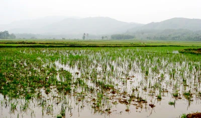 Hoang phế bởi nước thải bãi vàng