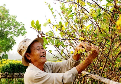 Làng hoa Sa Đéc vào Xuân Nhâm Thìn