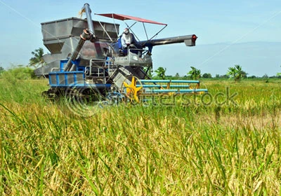 Làm gì để giữ 3,8 triệu ha đất lúa? - Tìm thêm lời giải từ hạt gạo Thái Lan