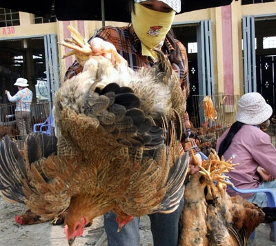 Tràn ngập gà lậu cuối năm