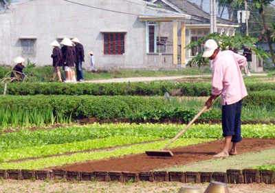 Phập phồng mùa hoa, rau tết