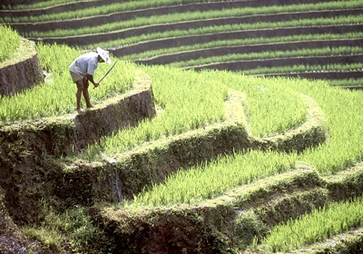 Nguồn lương thực thế giới trông chờ vào châu Á