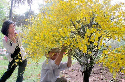 Hội hoa xuân 2012 đã sẵn sàng