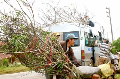 Săn đào má hồng Đà Lạt