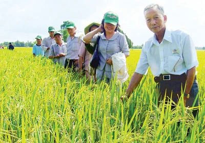 Tết vui trên cánh đồng mẫu lớn