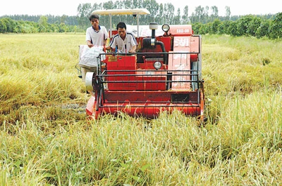 Sức sống Tam Nông