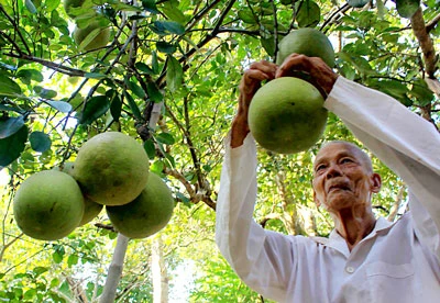 “Thanh Trà Huế” giúp dân khấm khá