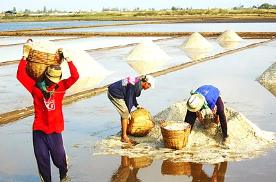 Bạc Liêu mất mùa muối