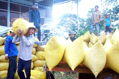 Sớm có giải pháp tiêu thụ lúa gạo