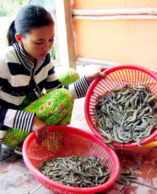 ĐBSCL: Hàng trăm hécta tôm chết do thả sớm