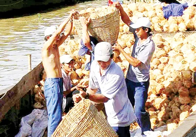 Bến Tre: Dừa khô rớt giá, nông dân ngán ngẩm