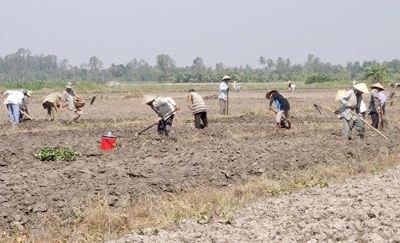 Khoai Nhật “đánh bật” lúa xuân