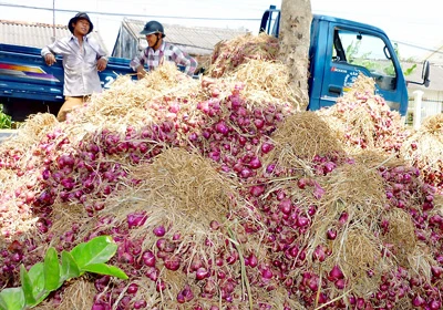 1kg hành tím bằng… 3 ly trà đá