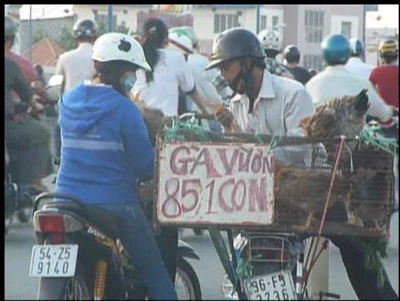 TP.HCM: Buôn bán gia cầm chưa qua kiểm dịch vẫn "nhộn nhịp"