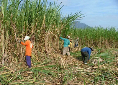 Bình Định: Ưu tiên mua mía ở những vùng có khả năng xảy ra hạn