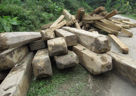 Làm rõ vụ phá rừng lớn nhất Hà Tĩnh