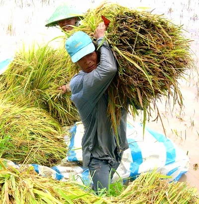 Xuất khẩu gạo giảm mạnh: Nỗ lực tìm thị trường mới