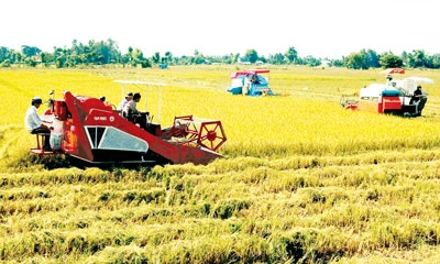 Hướng đến nền nông nghiệp hiện đại, bền vững. Bài 1: Nâng cao vị thế hạt gạo Việt Nam