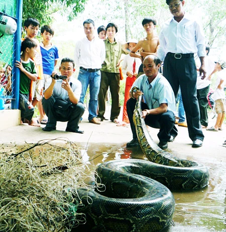 Con trăn gấm quý nặng gần 100 kg tại Vườn chim Bạc Liêu đã chết