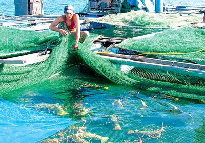 Tôm chết lan rộng