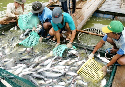 Doanh nghiệp nông nghiệp kêu thiếu vốn