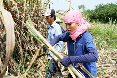 Mía đường và lợi ích cục bộ