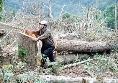 Gia Lai: Nóng bỏng nạn phá rừng