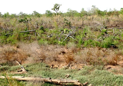 Lập dự án để chia chác đất rừng - Bài 4: Ai đứng sau các doanh nghiệp phá rừng?
