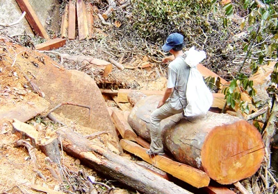 Khánh Hòa: Trưởng công an huyện có dấu hiệu phá rừng phòng hộ