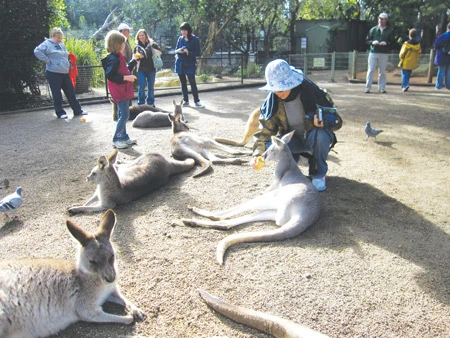 Du ngoạn nước Úc bằng trực thăng cùng Saigontourist