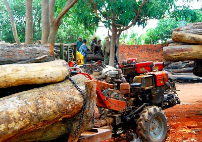 Gia Lai: Phá rừng làm trụ tiêu