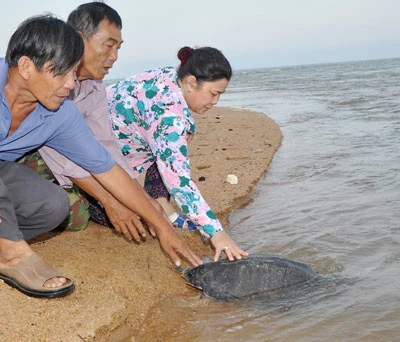 Thả vích về biển