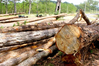Đà Lạt: Đốn gần 250 cây thông ba lá để làm mỏ đá