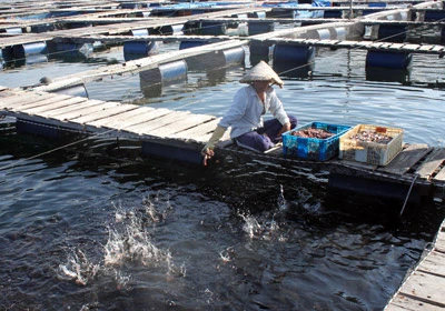Vụ người Trung Quốc nuôi cá trên vịnh Cam Ranh: Các bên đùn đẩy trách nhiệm
