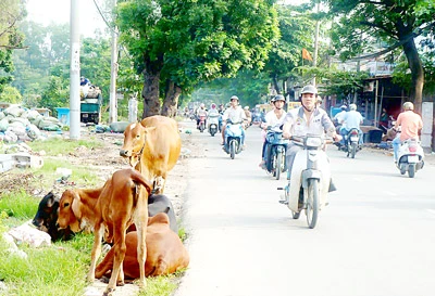 Đàn bò thả rong ngoài đường