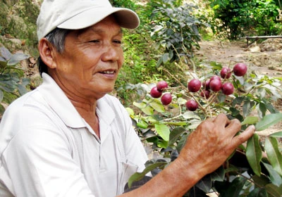 Đồng bằng sông Cửu Long: “Sốt” nhãn tím