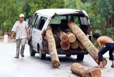 Rừng ngày càng “chảy máu” nặng