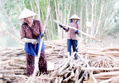 Giá tăng, dân vẫn… bỏ tràm!