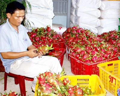 Bình Thuận: Thanh long được giá