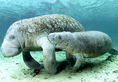 Tận diệt dugong