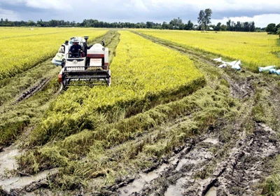 Xuất khẩu gạo chất lượng cao tăng mạnh