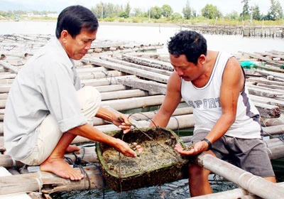 Khánh Hòa: Tu hài chết hàng loạt ở đầm Thủy Triều