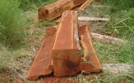 Bắt ba đối tượng khai thác gỗ hương trái phép tại Vườn Quốc gia Yok Đôn