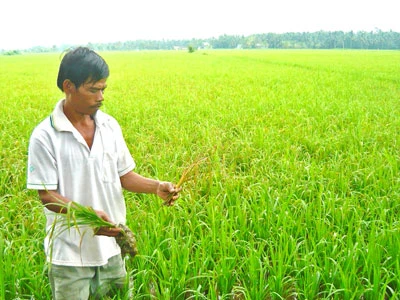 Trà Vinh: Dịch bệnh hoành hành “cánh đồng mẫu”