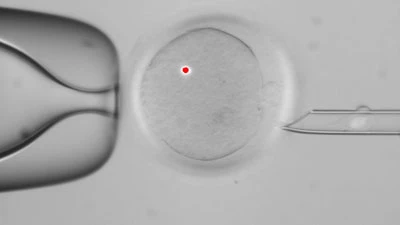 Mỹ: Tạo phôi chứa DNA từ hai phụ nữ và một người đàn ông