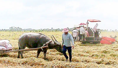 Tăng thu nhập cho nông dân - Giải pháp an sinh xã hội