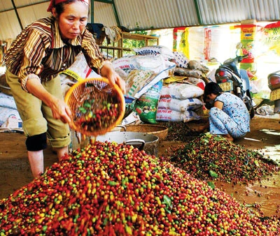 Tây Nguyên “nóng” chuyện lao động hái cà phê