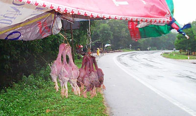 Biến chim cút thành... chim trời