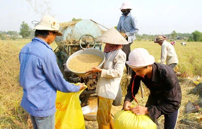 Xuất khẩu gạo năm 2013 lại gặp khó